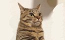 「前世貴族すぎるｗ」見たことのないトイレの仕方をする猫…あまりにも…