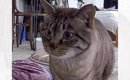 昼休みにふとペットカメラを覗いてみたら、猫が…飼い主さんが"帰…