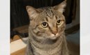 猫が久しぶりに『妹』を見た結果…顔の形が変化する『まさかの反応』が…