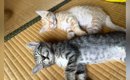 幸せそうな表情で『一緒にお昼寝する兄弟猫』→成長した『2匹の様子』…