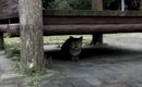 飼い猫が捨てられてひとりぼっちに…極限まで『飢えていたことが分かる…