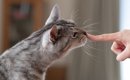 愛猫の『心を傷つける』飼い主の最低な行動5選　信頼を失う理由や関係…