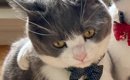 肩に腕を回されて困った表情の猫→もう1匹の『顔』を見てみると…まさか…