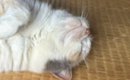 お昼寝中の看板猫→お客さんから貰った『そっくりな石』を隣に並べてみ…