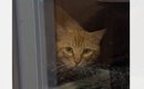 庭に遊びに来るようになった野良猫が『突然来なくなった』と思ったら……