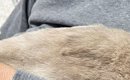 トライアル中の保護猫→家に来てまだ『2日目』なのに…涙が出るほど尊い…