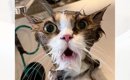トリミング中、『必死に助けを求めていた猫』→数分後……まさかの『変化…