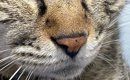 キジトラ猫の頭の毛を『逆撫で』したら…まさかのヘアスタイルと『表情…