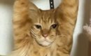 ふとキャットタワーのほうを見てみたら、猫が……『思わぬ状態』に爆笑…