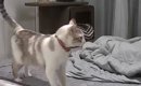 近づいてきた猫→飼い主に向かって突然『ハッハーン』と…『驚きの瞬間…