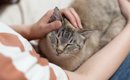 猫が大喜びする『スキンシップ』の方法4選　愛猫を虜にさせるためのポ…