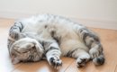 猫の性格は『4つの種類』に分けられる？　各タイプの特徴から上手な関…