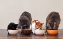 猫に『酸化したキャットフード』を与えるリスク4つ　安全を保つための…