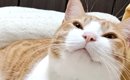 保護した猫をどうぶつ病院に連れて行ったら、先生が…『予想外の一言』…