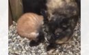 『必ず幸せにする』９年前、母猫が命がけで託しにきた子猫……思わず泣…