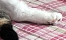 部屋に入った瞬間『くつろぐ猫』を見て大爆笑…まさかの『おっさんすぎ…