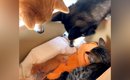 生まれて数日の赤ちゃん猫を保護→犬と猫が様子を見に来て…尊すぎる『…