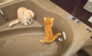 浴槽から出てくれない猫たち→『お湯』を出してみたら…想像以上の"…
