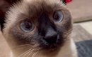 飼い主が『かわいいねぇ』と声をかけ続けたら…おしゃべりな甘えん坊猫…