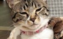 『爆睡していた猫』→頭を見ると、『まさかの寝癖』がついていて……尊す…
