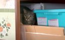押し入れを探検中の猫→ママが『名前を呼んで声をかけた』結果…『まる…