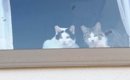 猫たちがくつろぐ出窓に貼られた『手書きのメッセージ』→内容を見ると…