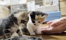 猫に好かれる息子→保護子猫に『手のひら』を差し出してみた結果…悶絶…