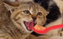 『威嚇する保護子猫』に『おやつ』を差し出した結果…直後の『可愛すぎ…
