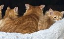窓辺のハンモックの上で並ぶママ猫と子猫たち…半年後に撮影された『素…