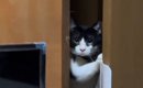 部屋に『知らない人』→猫がのぞき見にきたと思ったら…猫とは思えない…