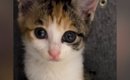 パッチリお目目でカメラを見つめる三毛子猫→『4年後』…尊すぎる『ビフ…