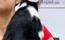 動物病院に連れてこられた猫→ママに見せた『とんでもなく尊い行動』に…