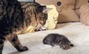 『あなたの子よ…』子猫を怖がるパパに母猫がとった驚きの行動とは……？…