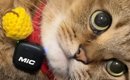 『ミニマイク』で猫のゴロゴロ音を録ろうとしたら…『予想外の展開』に…