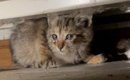 ３年前、駐車場で『寂しげな子猫』を保護したら……同じ猫とは思えない…