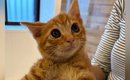 保護した『茶色の子猫』をシャンプーした結果→『色が変化』して…衝撃…