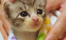 『眠れない様子の保護子猫』を毛布で包んでみたら…尊すぎる光景に悶絶…