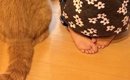 窓の外を眺める女の子と猫→2年半後に『同じ場所』で撮影すると…ほっこ…