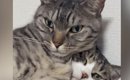 ベッドでくつろぐ13歳のおばあちゃん猫→6歳の猫がやってきて…笑撃の光…