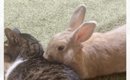 「可愛すぎて倒れるかと思った」くつろいでいる猫にそっと近づいてき…