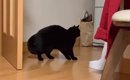 母を思いっきり引っ掻いてしまった黒猫…『過ちに気づいたときの行動』…