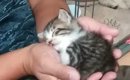 予断を許さない状態だった『ボロボロの保護子猫』→お世話を続けた結果…