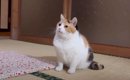 トイレ掃除がされていないことに気がついた猫→飼い主のほうに向かうと…