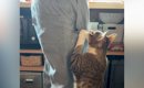 お父さんが帰ってくると、猫がべったりとくっついて…想像を超える『熱…