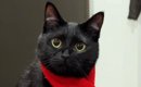 寒さ対策万全な黒猫→『首に巻かれているもの』を見ると……尊い光景に「…
