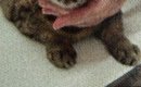 動物病院に『予防接種』を受けにきた猫→分かりやすすぎる『表情』に11…