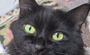 スマホを使っていると、猫のおててが当たって…隣を見てみると→『まさ…