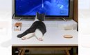 『後ろ足を伸ばしてテレビを見る赤ちゃん猫』が、１年後……まさかの光…