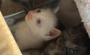 兄妹を守っていた白い子猫→保護後、『里親探し』をしていたら…思わぬ…