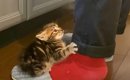 『ミルクが待ちきれない』と台所にやってきた赤ちゃん猫→飼い主さんに…
